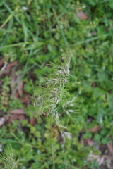 Poa bulbosa