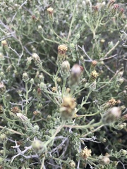 Brickellia frutescens