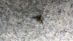 Bombylius fimbriatus