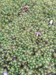 Polytrichum pallidisetum