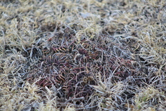 Echinofossulocactus lamellosus