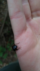 Accanthopus velikensis