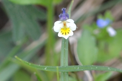 Viola arvensis iNat (3)