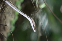 Köhler’s Vine Snake