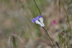 Anthocharis lanceolata lanceolata