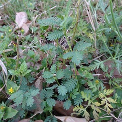 Desmanthus velutinus