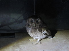 Megascops guatemalae