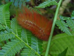 Megalopyge albicollis