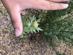 Romneya coulteri