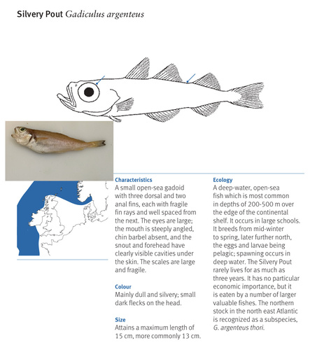 Foto de Capellán (Trisopterus minutus)