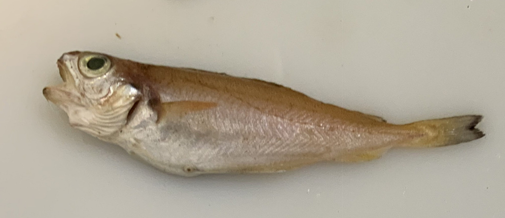 Foto de Capellán (Trisopterus minutus)