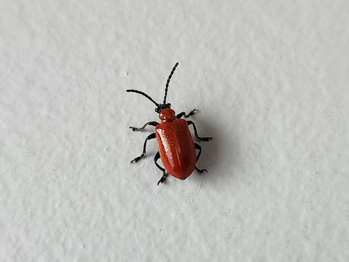 Lily Leaf Beetle photo 5