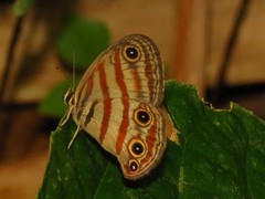 Euptychia