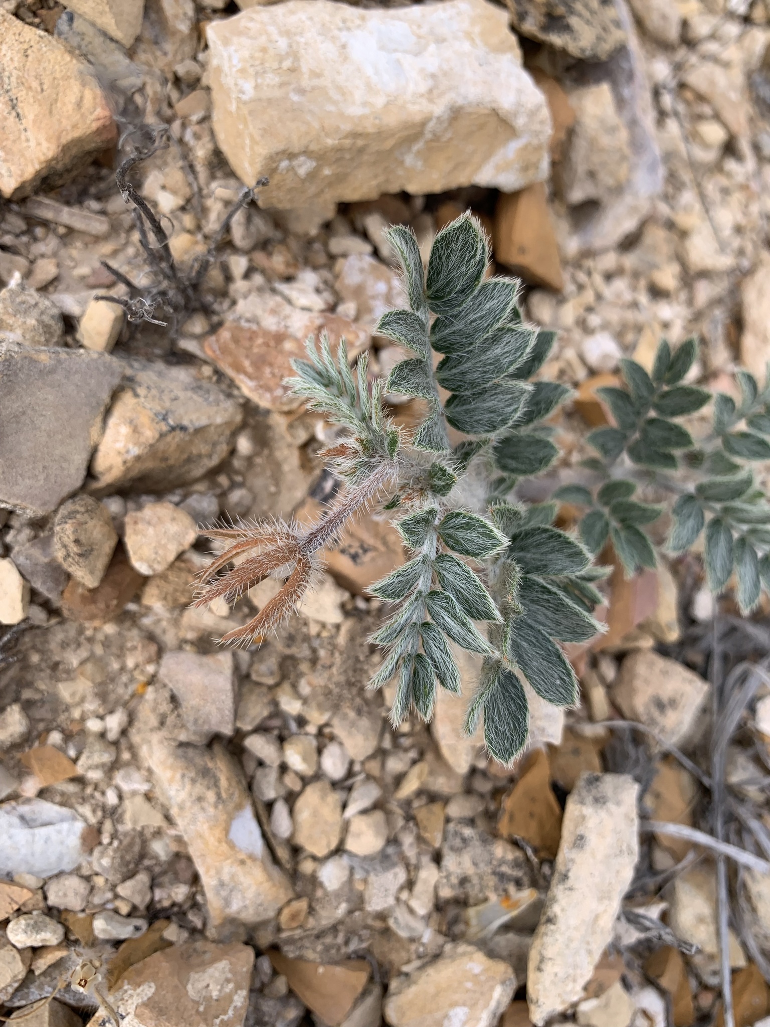Kallstroemia perennans