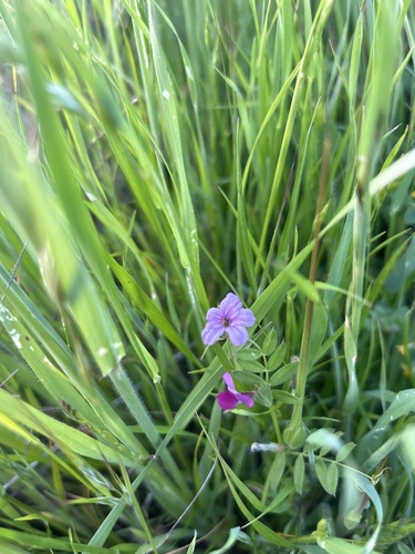 iNaturalist observation photo of Common Vetch