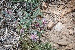 Astragalus shortianus