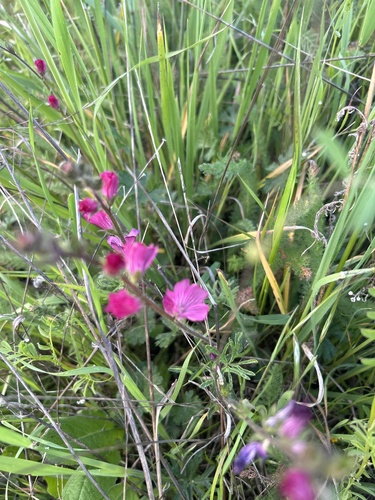 iNaturalist observation photo of checkerbloom