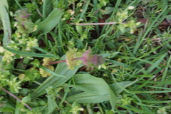 Lamium amplexicaule
