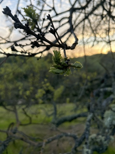 iNaturalist observation photo of valley oak