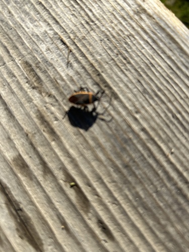 iNaturalist observation photo of California Bordered Plant Bug