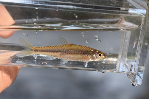 Miniellus multicorniculatus