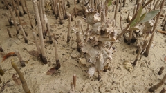 Saccostrea cuccullata