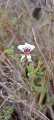 Image of Pelargonium caucalifolium by (c) Raees Gamieldien, some rights reserved (CC BY)