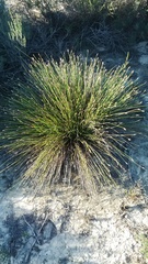 Hypodiscus willdenowia