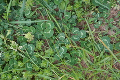 Trifolium repens