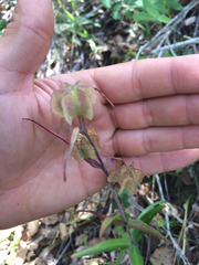 Fritillaria affinis affinis