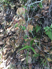 Fritillaria affinis affinis
