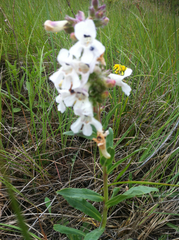 Penstemon albidus