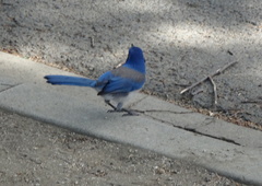 Aphelocoma californica