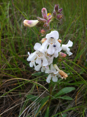 Penstemon albidus