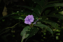Brunfelsia grandiflora