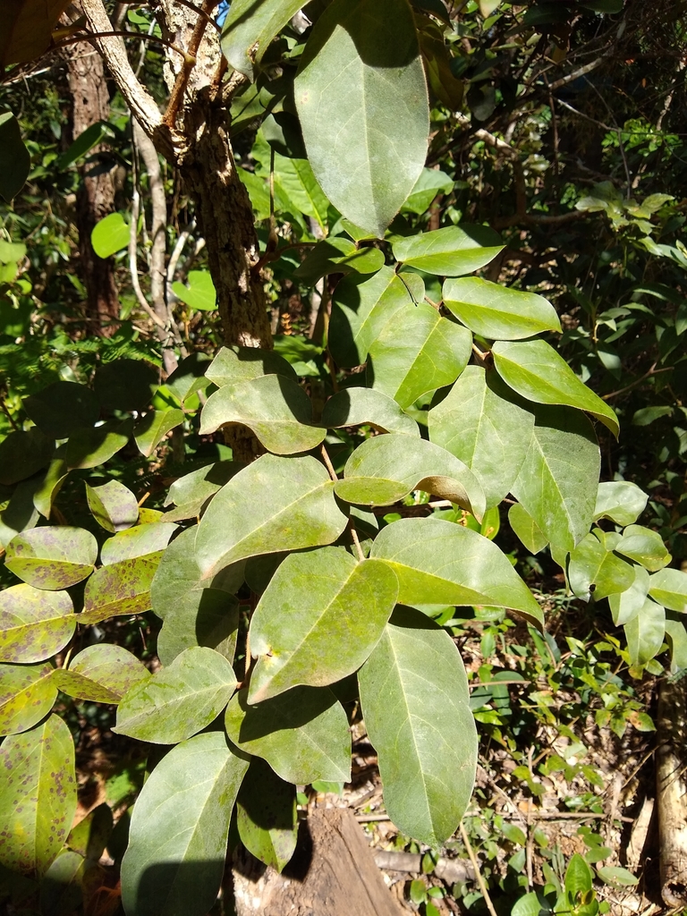 Connarus suberosus