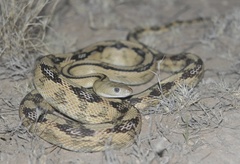 Bogertophis subocularis