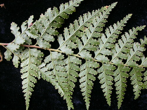 Microlepia scaberula observed 2004-11-17