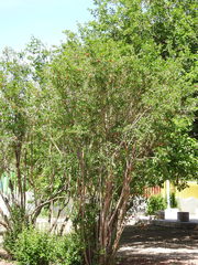 Punica granatum