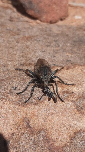 Nusa infumata