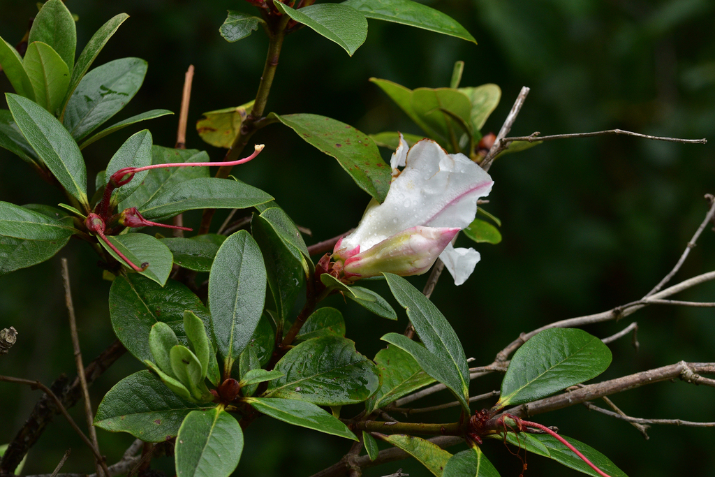 Rhododendron crassum