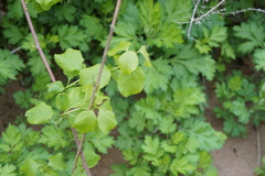 Celastrus orbiculatus