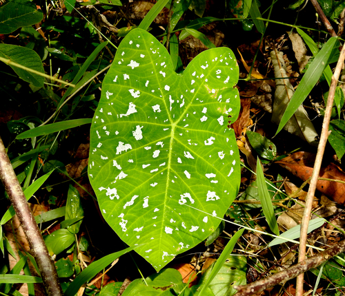 Caladium andreanum (Caladium andreanum)