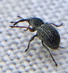 Exapion ulicis