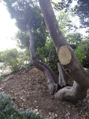 Pittosporum eriocarpum