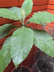 Verbesina crassiramea