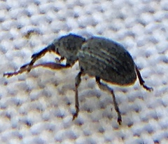 Exapion ulicis