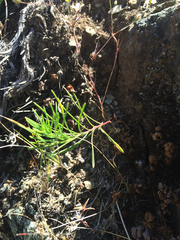 Erigeron reductus angustatus
