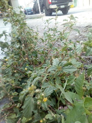 Malvastrum coromandelianum