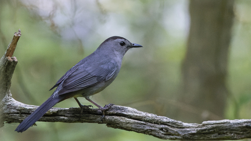 Gray Catbird photographed in Rhode Island